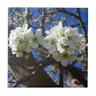 Vita Blommar Clusters Vår Blommar Pear Träd Kakelplatta