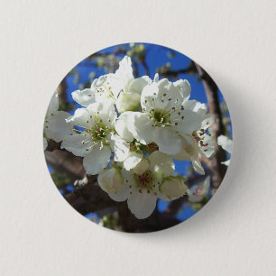 Vita Blommar Clusters Vår Blommar Pear Träd Knapp