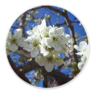 Vita Blommar Clusters Vår Blommar Pear Träd Knopp