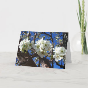 Vita Blommar Clusters Vår Blommar Pear Träd Kort
