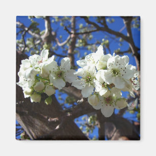 Vita Blommar Clusters Vår Blommar Pear Träd Magnet