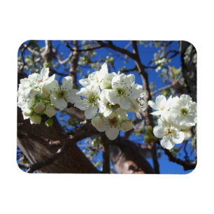 Vita Blommar Clusters Vår Blommar Pear Träd Magnet