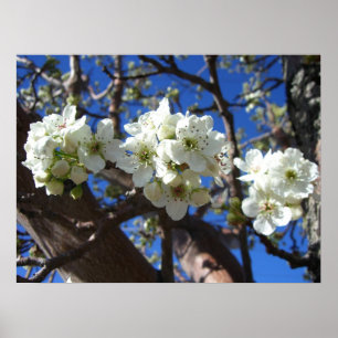Vita Blommar Clusters Vår Blommar Pear Träd Poster