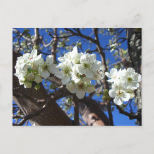 Vita Blommar Clusters Vår Blommar Pear Träd Vykort