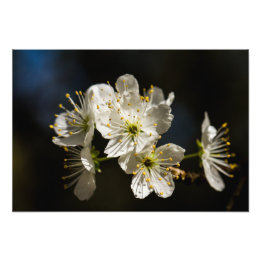 vita Blommar Foto Utvidgning