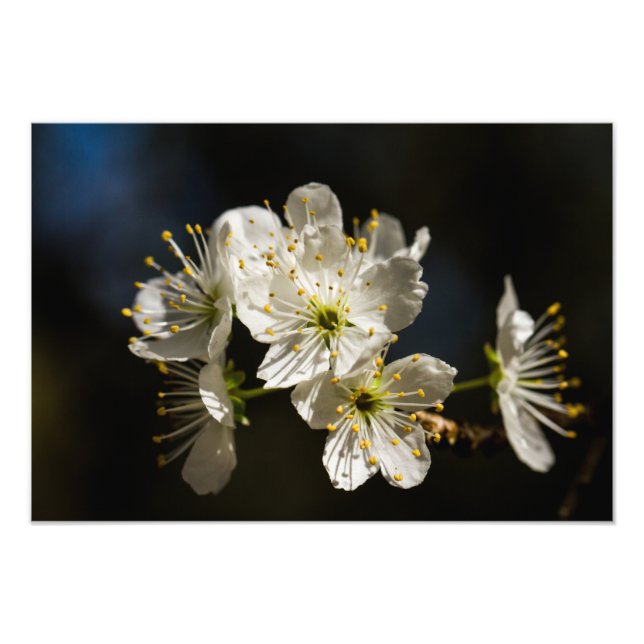 vita Blommar Foto Utvidgning (Framsidan)