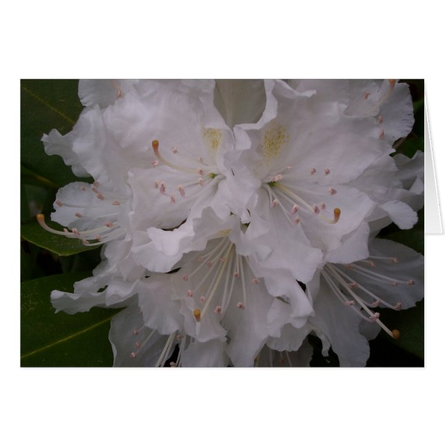 Vita Blommar Hälsningskort (Framsidan Horizontal)