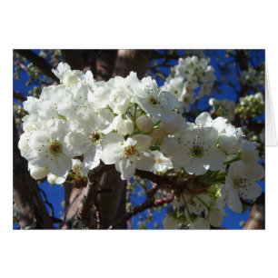 Vita Blommar II Vår Blommar Träd Hälsningskort