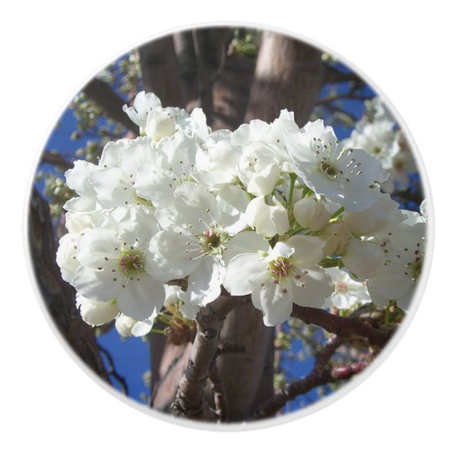 Vita Blommar II Vår Blommar Träd Knopp (Framsidan)
