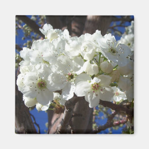 Vita Blommar II Vår Blommar Träd Magnet