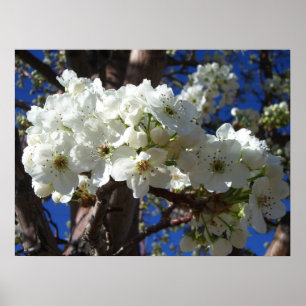 Vita Blommar II Vår Blommar Träd Poster