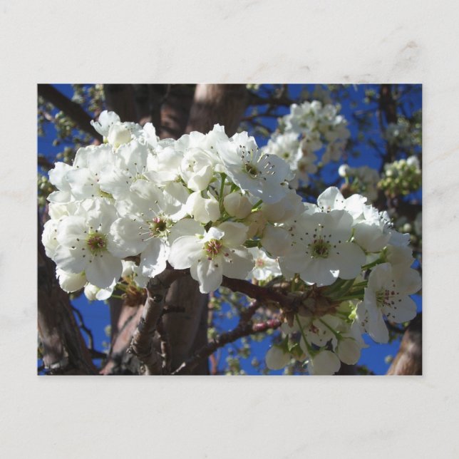 Vita Blommar II Vår Blommar Träd Vykort (Framsida)