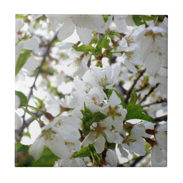 Vita blommar träd Blommar Kakelplatta (Framsidan)
