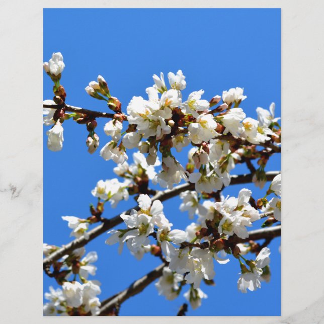 Vita blommar vår träd, vit blommigt blommar (Framsida)