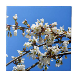 Vita blommar vår träd, vit blommigt blommar kakelplatta