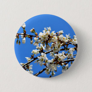 Vita blommar vår träd, vit blommigt blommar knapp
