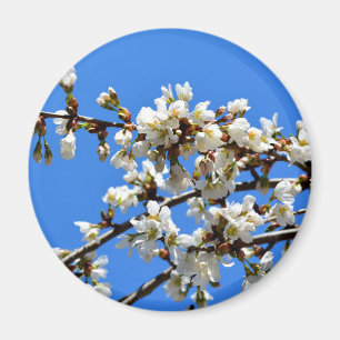 Vita blommar vår träd, vit blommigt blommar magnet