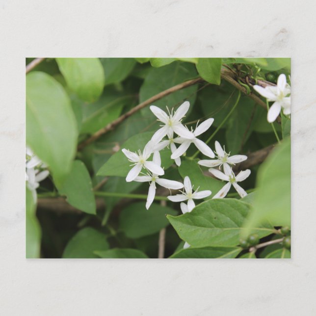 Vita blommor #2 vykort (Framsida)