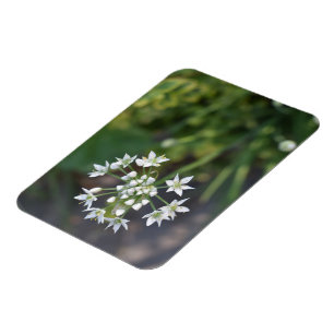 Vita blommor Fintvätt Blommar Blommigt Natur Foto Magnet