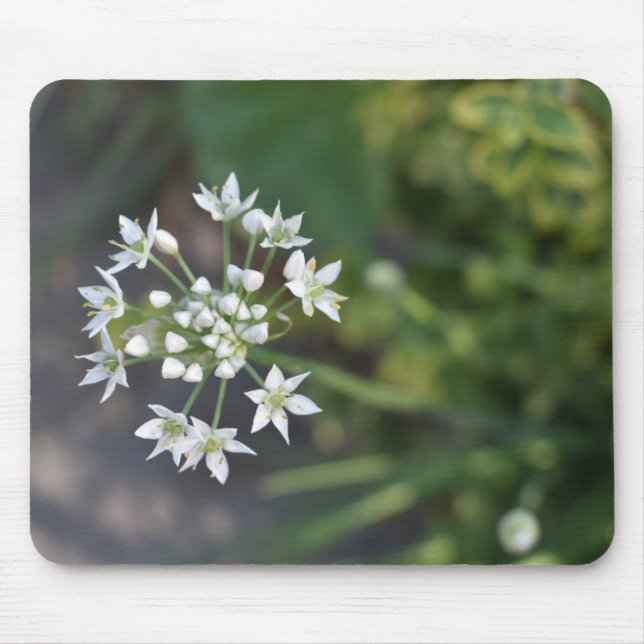 Vita blommor Fintvätt Blommar Blommigt Natur Foto Musmatta (Framsidan)