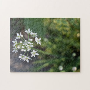 Vita blommor Fintvätt Blommar Blommigt Natur Foto Pussel
