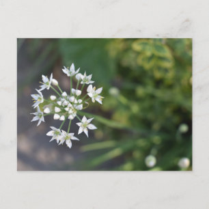 Vita blommor Fintvätt Blommar Blommigt Natur Foto Vykort