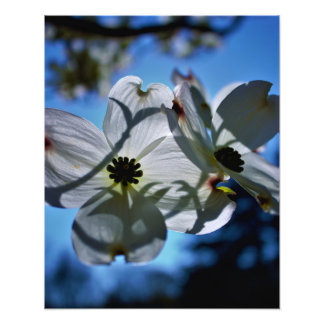 vita blommor fototryck