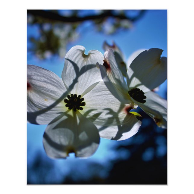 vita blommor fototryck (Framsidan)