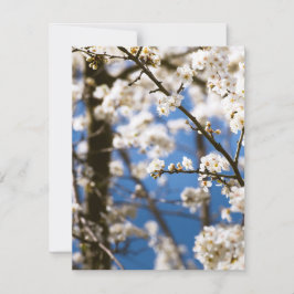Vita blommor framför en vit himmel anteckningskort