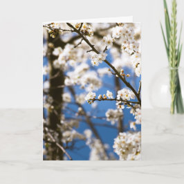 Vita blommor framför en vit himmel kort