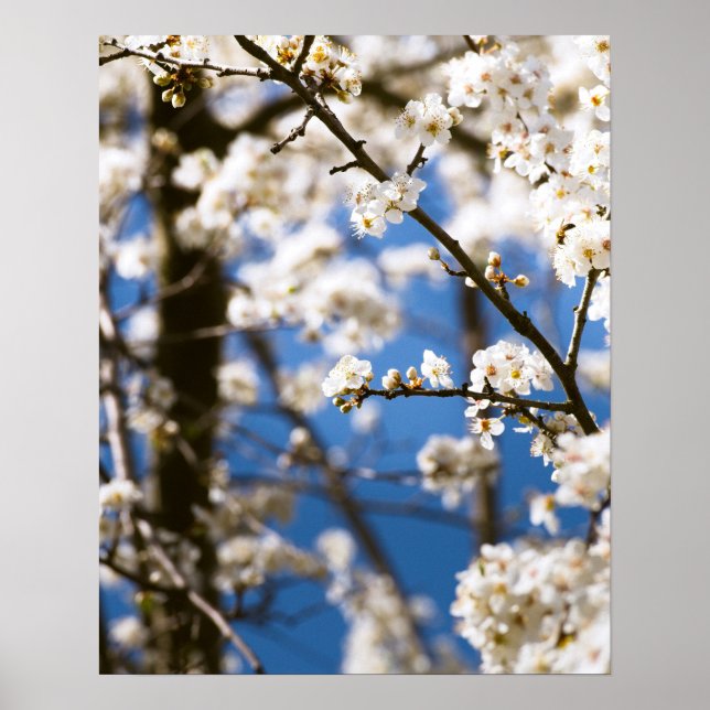 Vita blommor framför en vit himmel poster (Framsidan)
