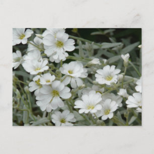 Vita blommor från Garden Vykort
