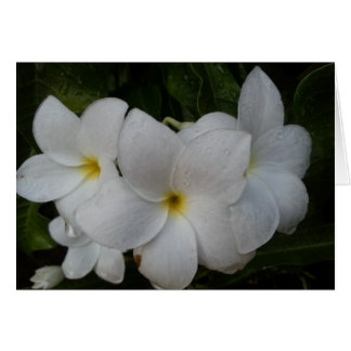 Vita blommor hälsningskort