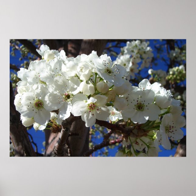 Vita Blommor II Vårblommande Träd Poster (Framsidan)