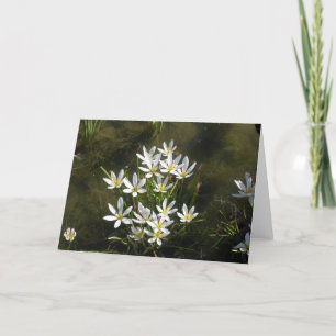 Vita blommor kort