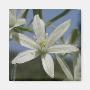 Vita blommor, magnet