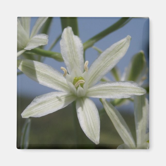 Vita blommor, magnet (Framsidan)