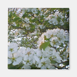 Vita blommor, magnet