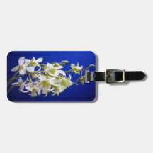 Vita blommor mot Blå himmel