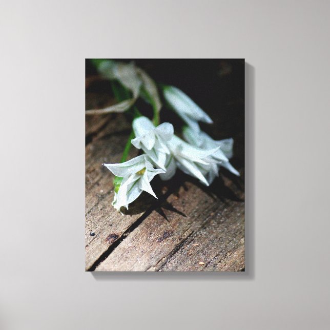 Vita blommor på en bänk Canvastryck (Framsida)