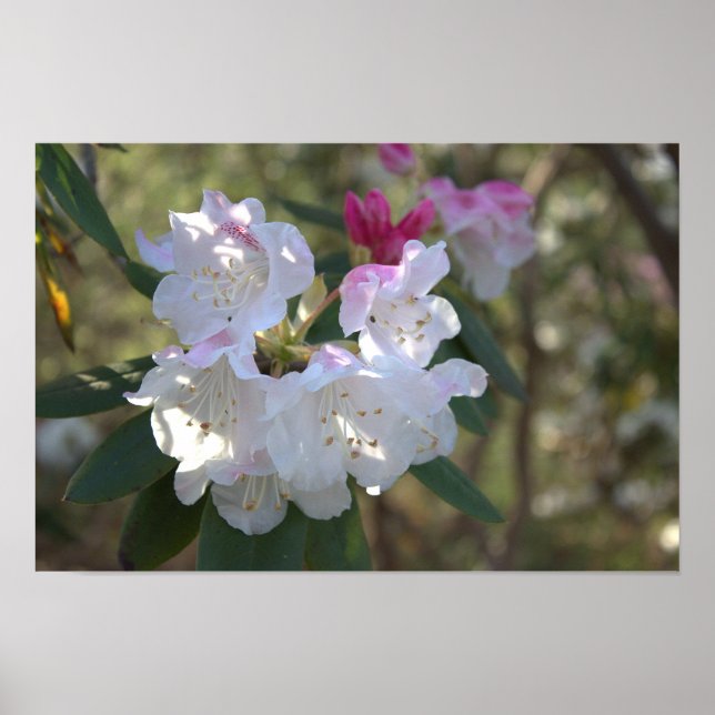 Vita blommor Poster (Framsidan)