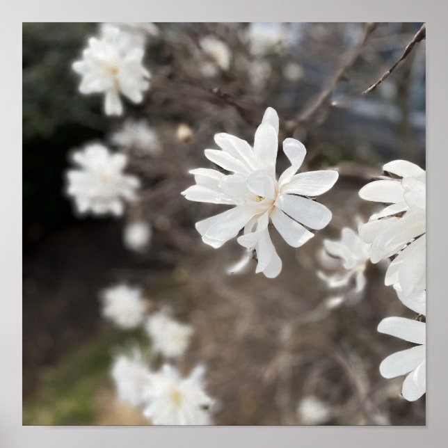 Vita blommor - Poster (Framsidan)