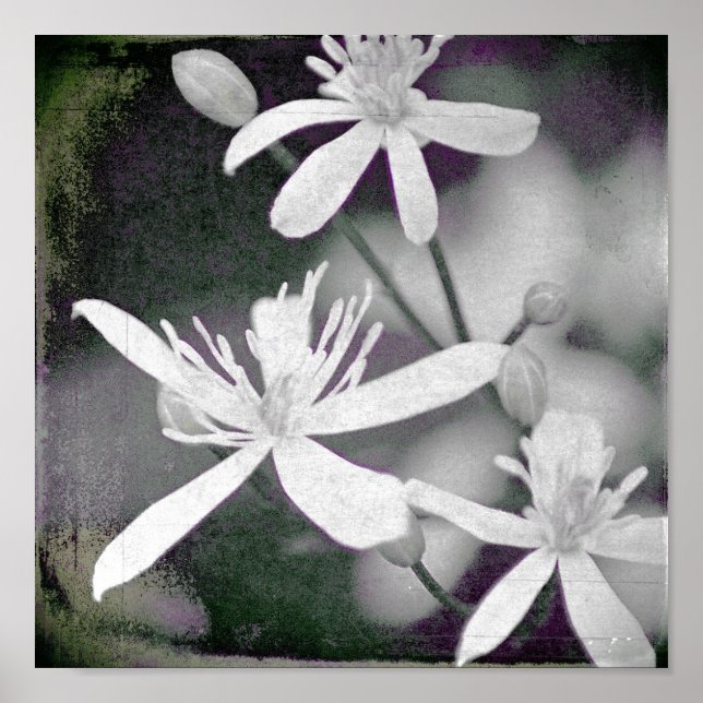 Vita blommor poster (Framsidan)