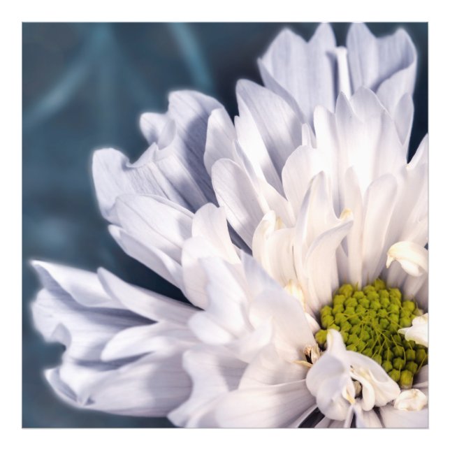 Vita blommor vackra fototryck (Framsidan)