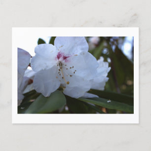 Vita blommor - vykort