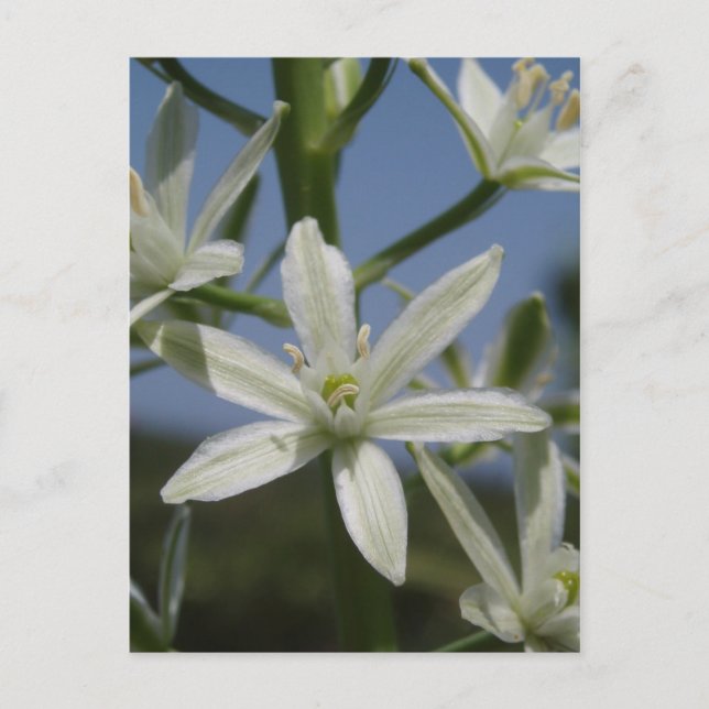 Vita blommor - vykort (Framsida)
