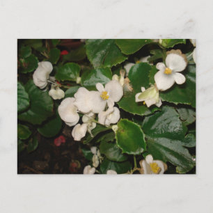 Vita blommor vykort