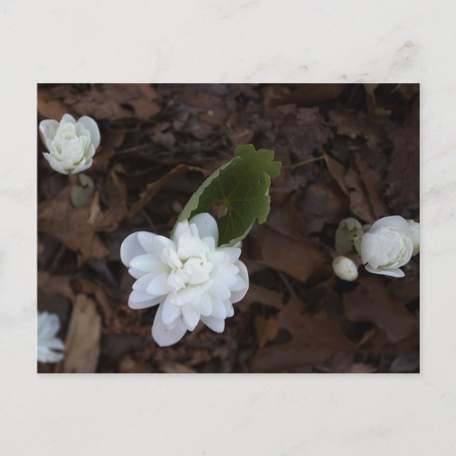Vita blommor vykort (Framsida)