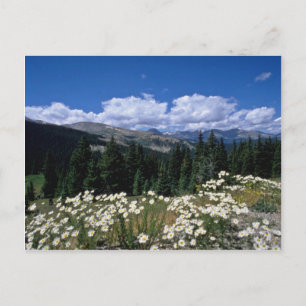 vita Boreas Pass, blommor från Breckenridge Vykort
