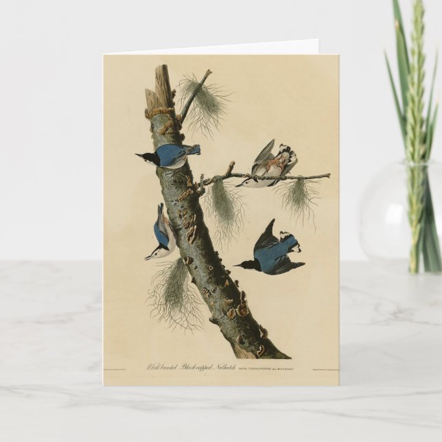 Vita bröstad nuthatch Audubon's Birds of America Kort (Framsida)